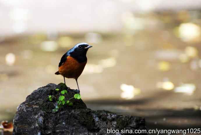 雄性北红尾鸲（4）