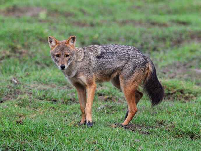 犬科:犬亚科犬属之金豺、黑背豺(胡狼类) 犬科:犬亚科犬属之金豺、黑背豺(胡狼类)