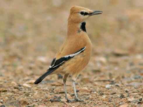另类鸟类建筑师之二（褐背拟地鸦、雪雀）