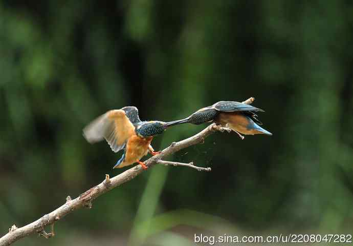 224.可爱小翠---翠鸟之吻