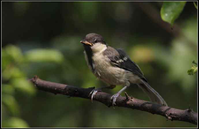 大山雀有儿初长成