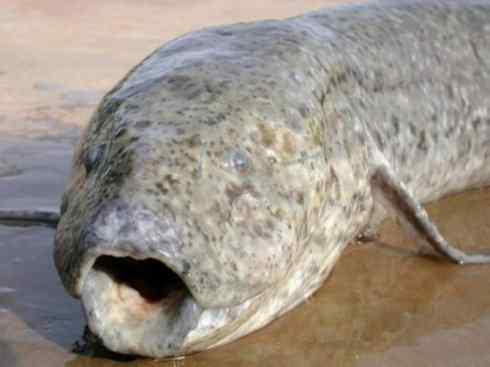 鱼类活化石：非洲肺鱼