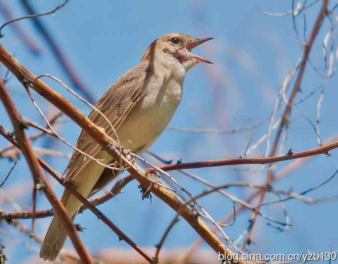 叫声甚悦耳的新疆特有鸟（组图，5张图片）