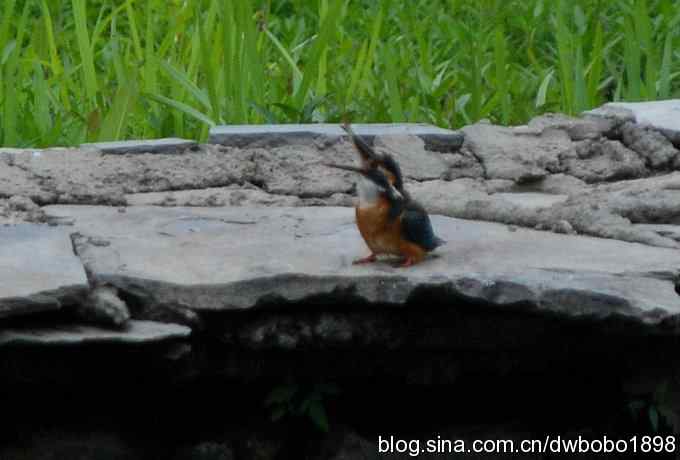 鸟友同游怀沙河