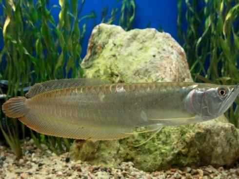鱼类活化石：巨骨舌鱼
