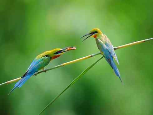 绝色攀禽：佛法僧目之蜂虎3