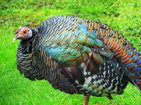 奇特的盔：眼斑吐绶鸡