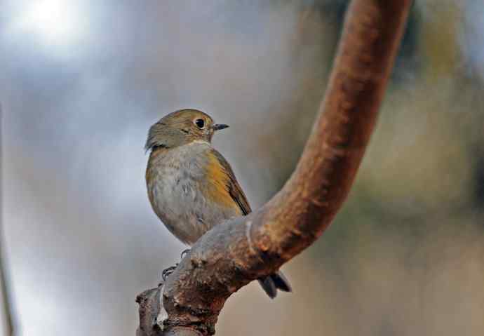 雌性红胁蓝尾鸲(40)