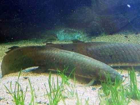 鱼类活化石:澳洲肺鱼 鱼类活化石:澳洲肺鱼