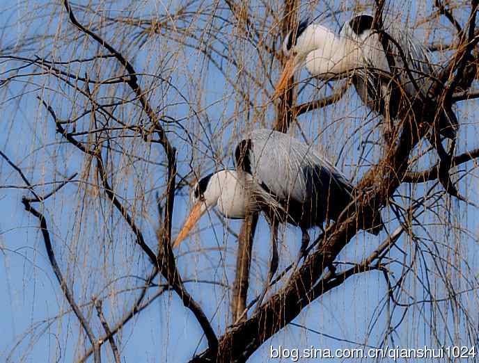 苍鹭.枝条后面一对对