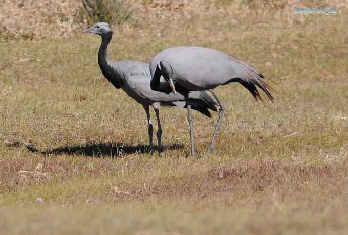 达里诺尔湖的蓑羽鹤