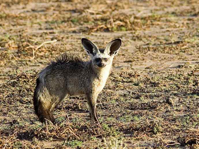 犬科：狐亚科之大耳狐