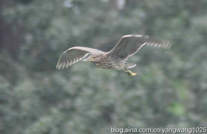 飞(夜鹭) wbr6 飞(夜鹭) wbr6