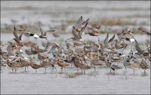 杭州鸟类摄影家帕瓦龙的拍鸟历程