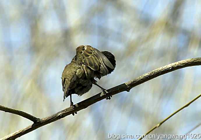 自然和谐的日坛公园（浴后）