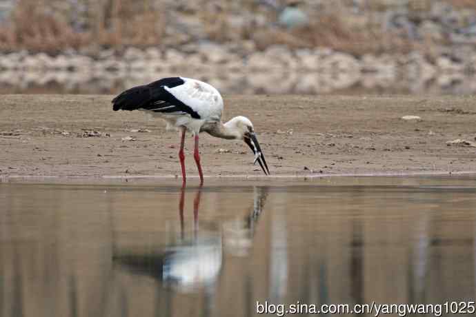 吃早餐的东方白鹳（2）