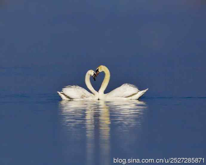 北京野鸟摄影——疣鼻天鹅之恋