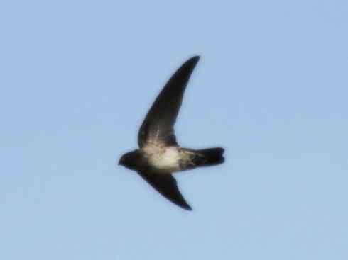 十大鸟类建筑师之一（家燕、金丝燕）