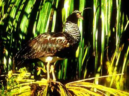 雁鸭之最之二 雁鸭之最之二