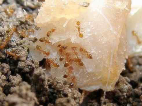 十大喜食蜂蜜动物：法老蚁