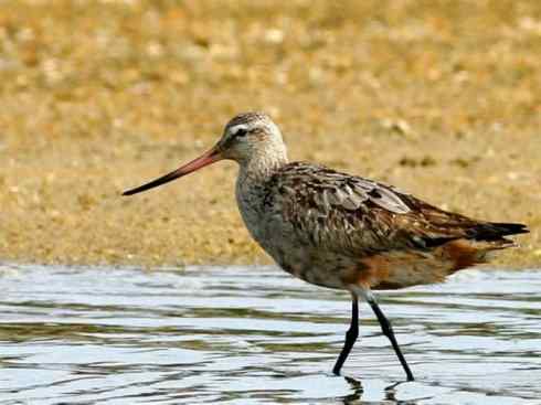 鸟类之最：斑尾滕鹬