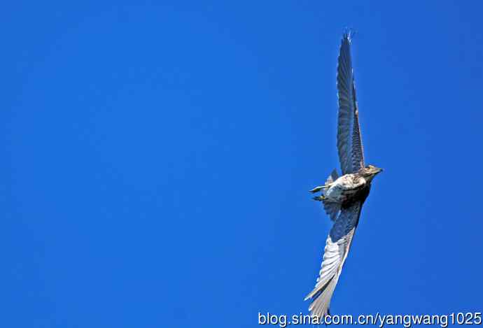 飞(夜鹭)76 飞(夜鹭)76