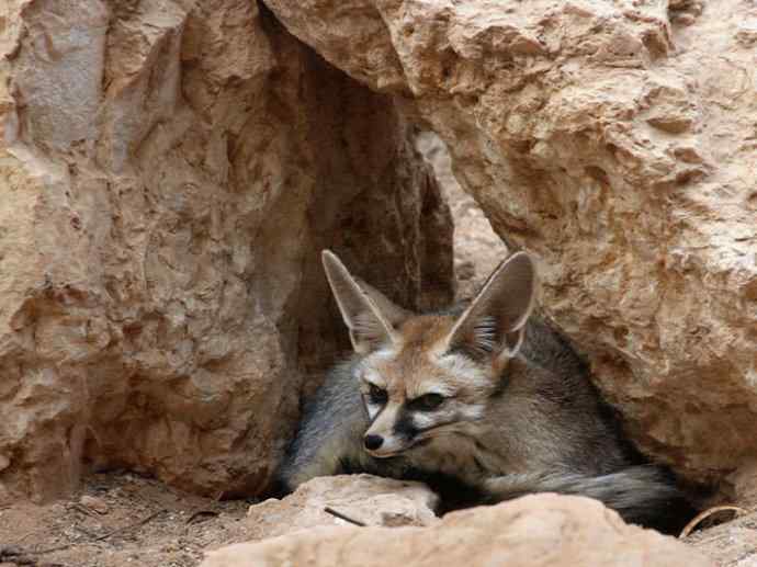 犬科：狐亚科狐属