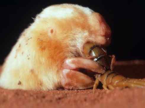 动物世界：山寨还是原创之十二