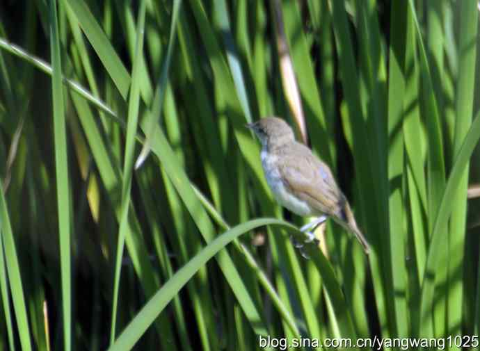 隐藏很深的大苇莺