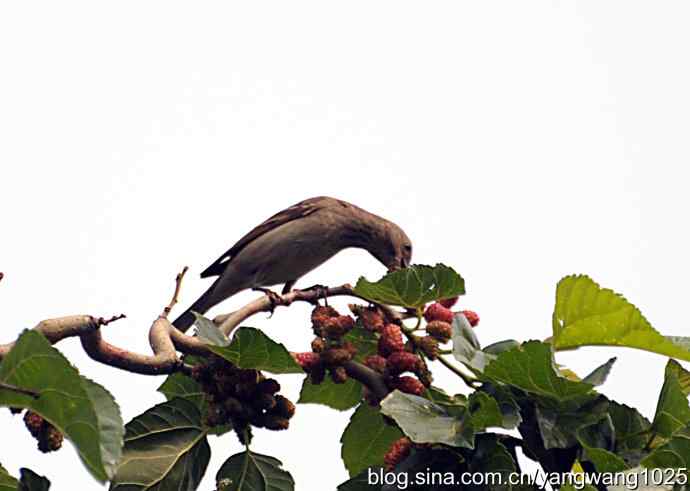 北京天坛公园的鸟类——朱雀（记录版）