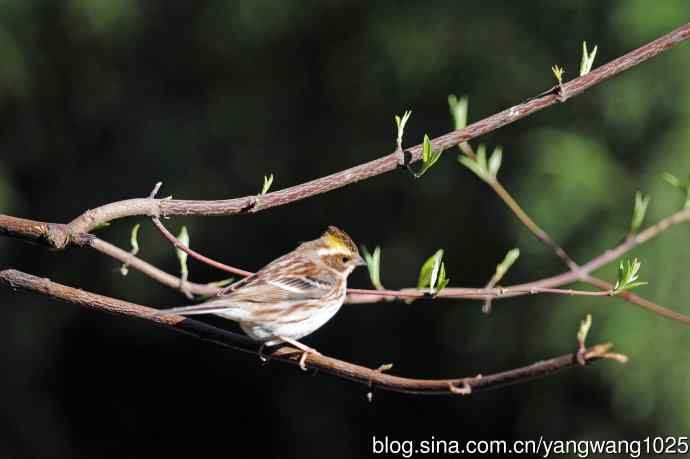 雌性黄喉鹀(14) 雌性黄喉鹀(14)