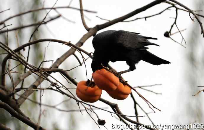北京动物园的鸟类——谁爱吃柿子？（乌鸦）