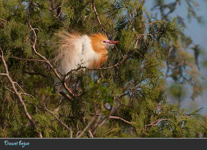 夕阳下的牛背鹭