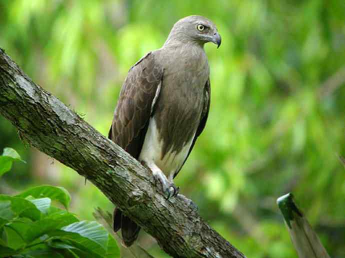 犬科:犬亚科犬属之貉 犬科:犬亚科犬属之貉