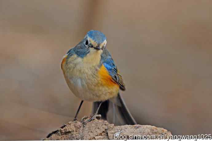 雄性红胁蓝尾鸲（24）