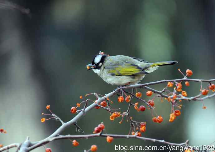 吃红豆的白头鹎