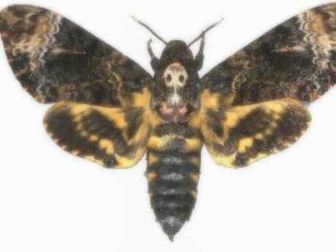 十大喜食蜂蜜动物：鬼脸天蛾