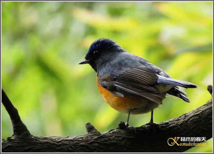 一组鸟片（3月25日）