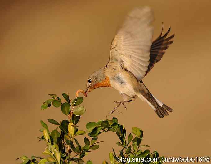 红胸姬鹟温暖的冬日
