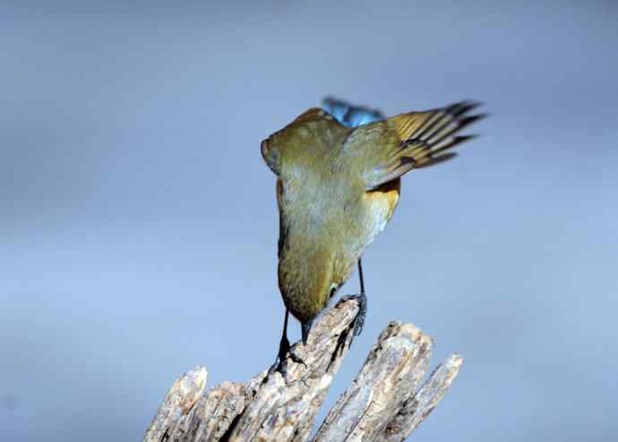 雌性红胁蓝尾鸲（27）