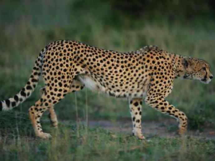 犬科：薮犬亚科非洲野犬属之非洲野犬