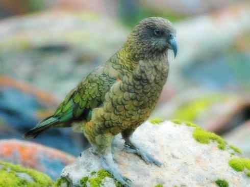 天生猎手：非猛禽类猎手之七（吸血的啄羊鹦鹉）