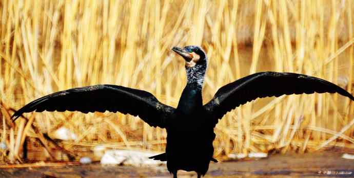 这个鸬鹚很美丽