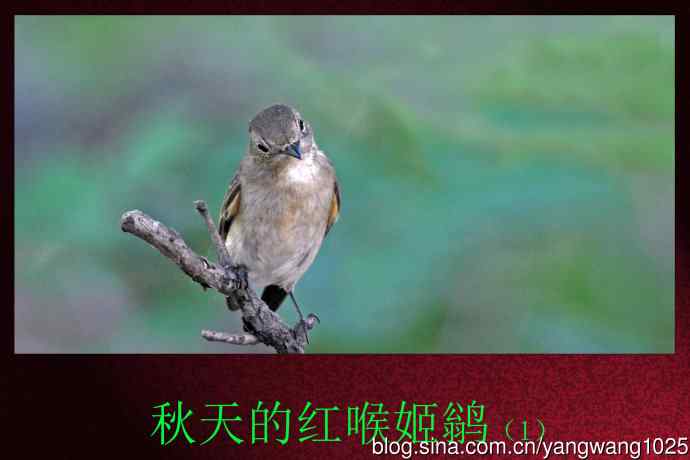 秋天的红喉姬鹟（1）