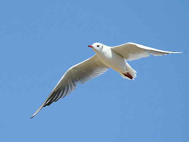 北戴河湿地演绎鸥鹭风情