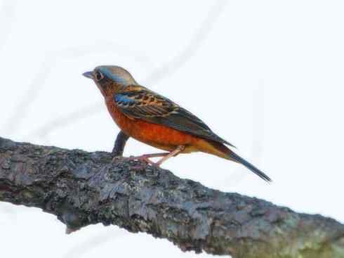 美丽无罪：雀鸟之矶鸫