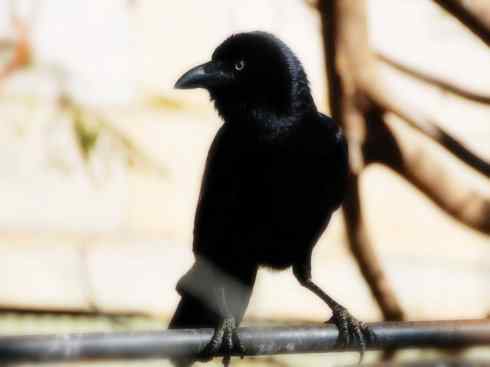 天生猎手：非猛禽类猎手之二（雀鸟也是屠夫——伯劳）