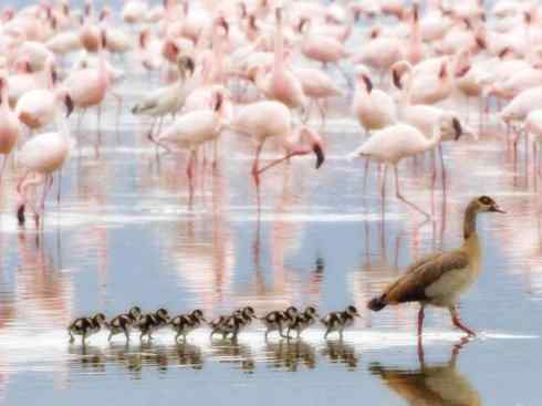 欣赏：美丽的草雁