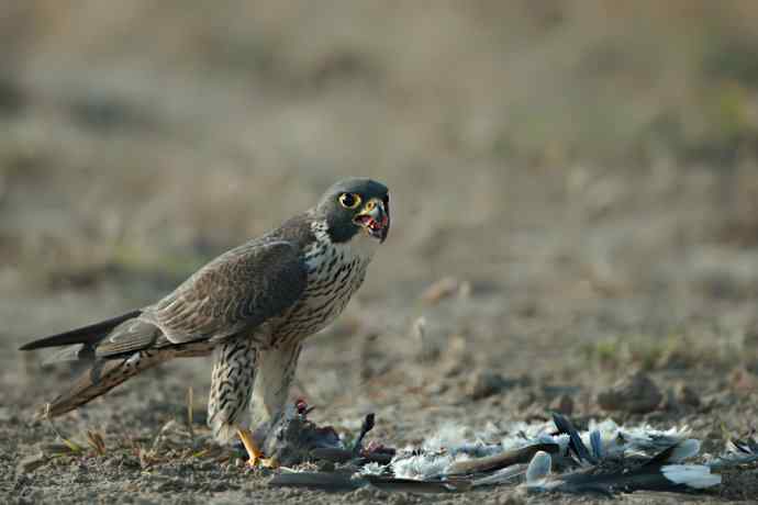 野鸭湖：游隼的早餐