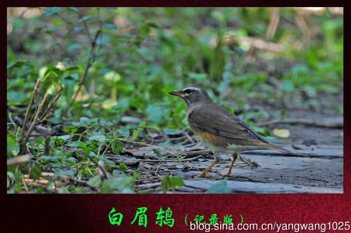 北京天坛公园的鸟类——白眉鸫（记录版）